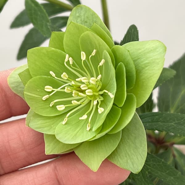 松村ナーセリーさんのクリスマスローズ：26-109デュメトラム（原種交配）／4号ポット【現品販売】