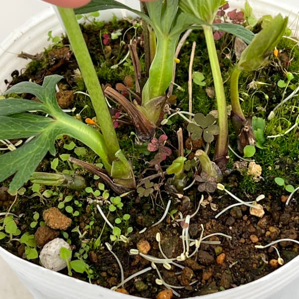 松村ナーセリーさんのクリスマスローズ：26-109デュメトラム（原種交配）／4号ポット【現品販売】