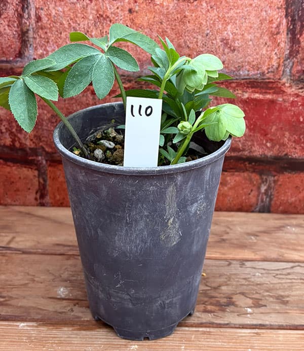 松村ナーセリーさんのクリスマスローズ：26-110デュメトラム（原種交配）／4号ポット【現品販売】