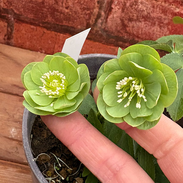 松村ナーセリーさんのクリスマスローズ：26-110デュメトラム（原種交配）／4号ポット【現品販売】