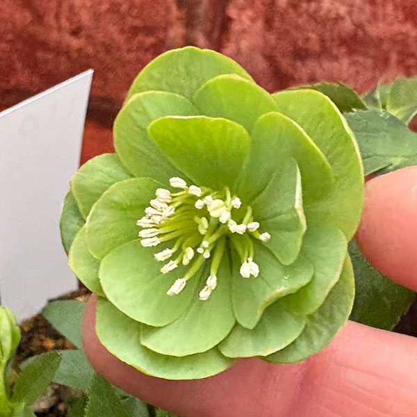 松村ナーセリーさんのクリスマスローズ：26-110デュメトラム（原種交配）／4号ポット【現品販売】