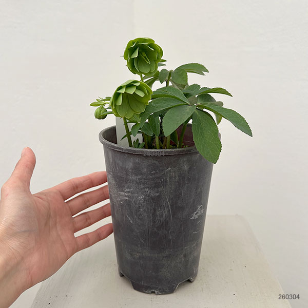 松村ナーセリーさんのクリスマスローズ：26-110デュメトラム（原種交配）／4号ポット【現品販売】