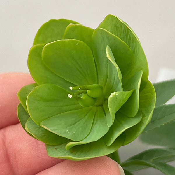 松村ナーセリーさんのクリスマスローズ：26-110デュメトラム（原種交配）／4号ポット【現品販売】