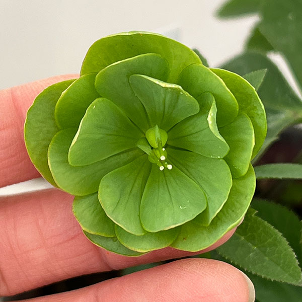 松村ナーセリーさんのクリスマスローズ：26-110デュメトラム（原種交配）／4号ポット【現品販売】