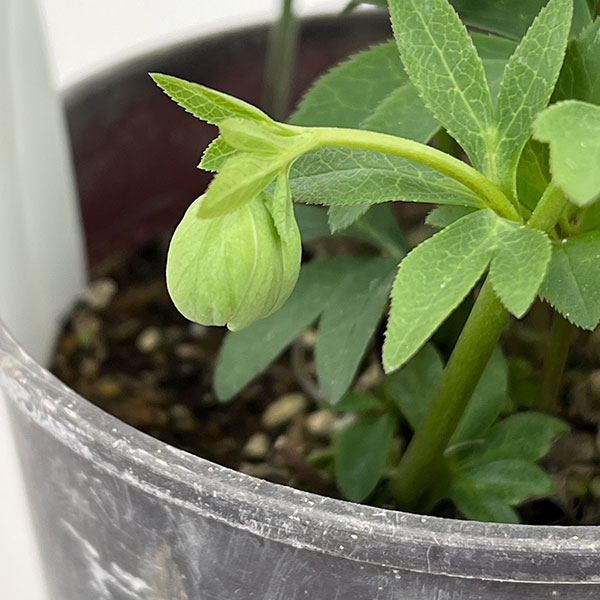 松村ナーセリーさんのクリスマスローズ：26-110デュメトラム（原種交配）／4号ポット【現品販売】