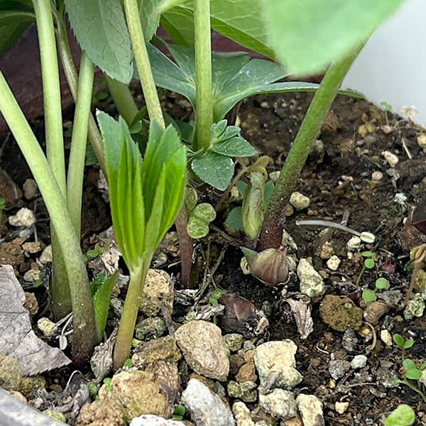 松村ナーセリーさんのクリスマスローズ：26-110デュメトラム（原種交配）／4号ポット【現品販売】