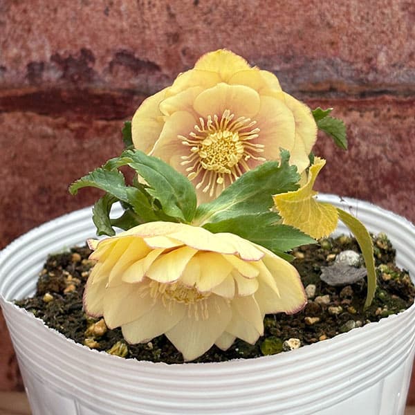 松村ナーセリーさんのクリスマスローズ：26-111ダブル　カラーゴールド／5号ポット【現品販売】