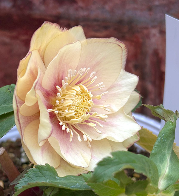 松村ナーセリーさんのクリスマスローズ：26-111ダブル　カラーゴールド／5号ポット【現品販売】