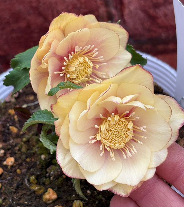 松村ナーセリーさんのクリスマスローズ：26-111ダブル　カラーゴールド／5号ポット【現品販売】