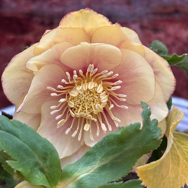 松村ナーセリーさんのクリスマスローズ：26-111ダブル　カラーゴールド／5号ポット【現品販売】