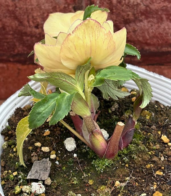 松村ナーセリーさんのクリスマスローズ：26-111ダブル　カラーゴールド／5号ポット【現品販売】