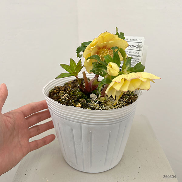 松村ナーセリーさんのクリスマスローズ：26-111ダブル　カラーゴールド／5号ポット【現品販売】