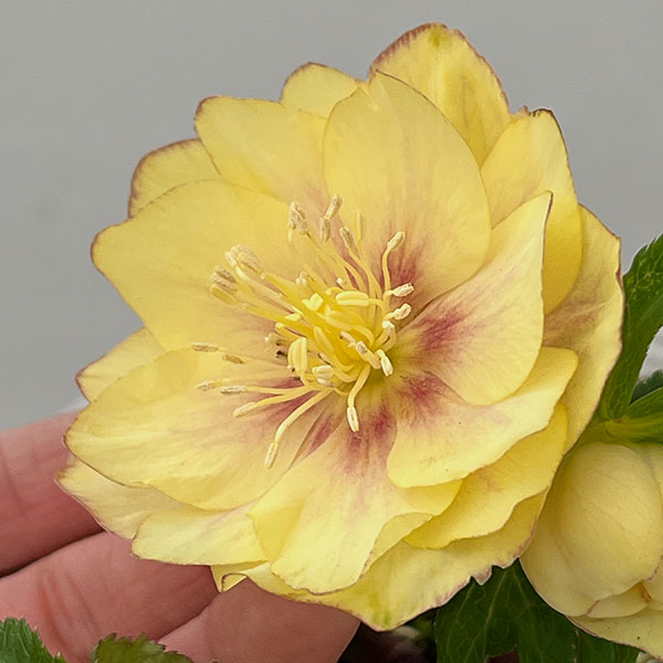 松村ナーセリーさんのクリスマスローズ：26-111ダブル　カラーゴールド／5号ポット【現品販売】