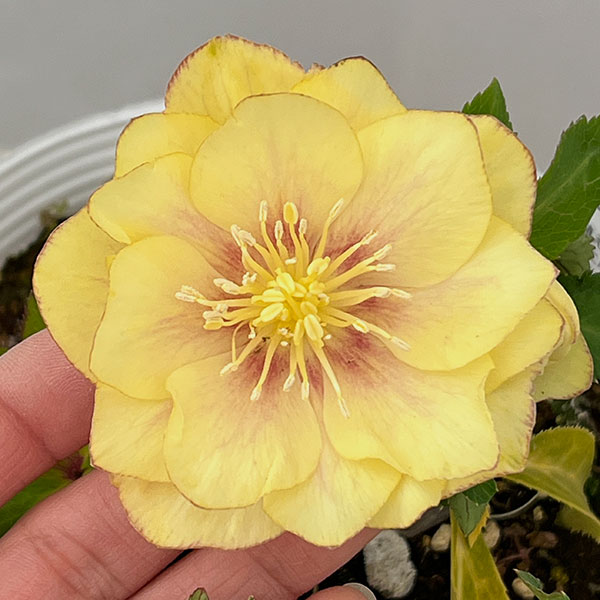 松村ナーセリーさんのクリスマスローズ：26-111ダブル　カラーゴールド／5号ポット【現品販売】