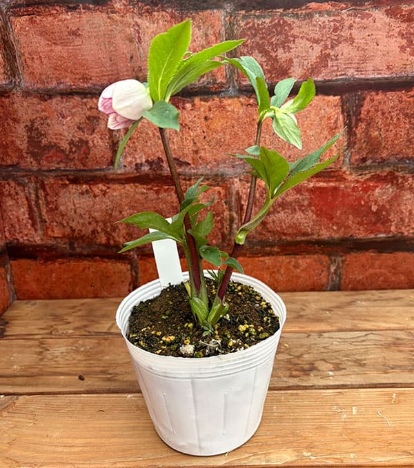 松村ナーセリーさんのクリスマスローズ：26-113ダブル／4号ポット【現品販売】