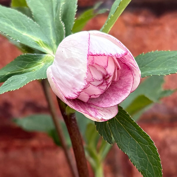 松村ナーセリーさんのクリスマスローズ：26-113ダブル／4号ポット【現品販売】