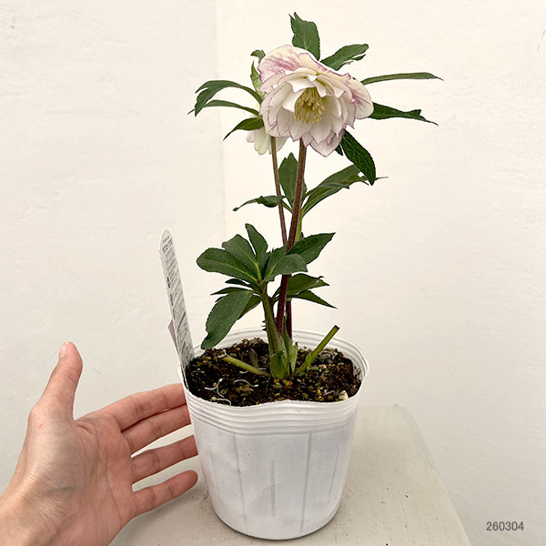 松村ナーセリーさんのクリスマスローズ：26-113ダブル／4号ポット【現品販売】