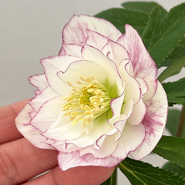 松村ナーセリーさんのクリスマスローズ：26-113ダブル／4号ポット【現品販売】