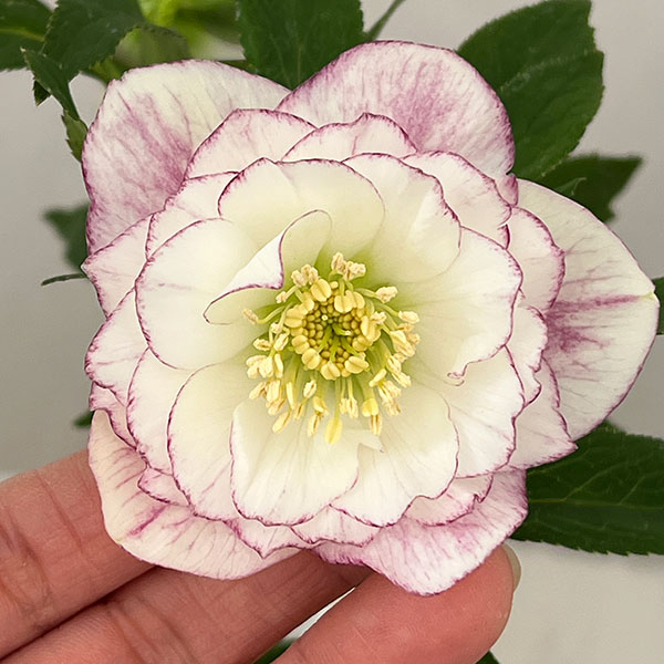 松村ナーセリーさんのクリスマスローズ：26-113ダブル／4号ポット【現品販売】