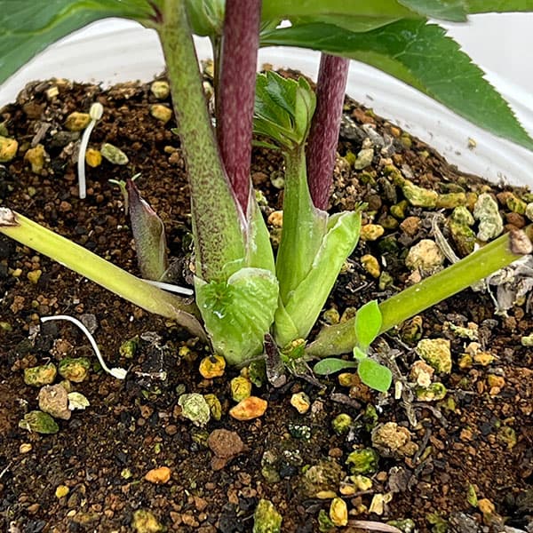 松村ナーセリーさんのクリスマスローズ：26-113ダブル／4号ポット【現品販売】