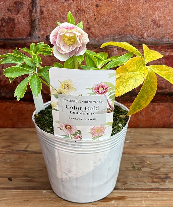 松村ナーセリーさんのクリスマスローズ：26-114ダブル　カラーゴールド／4号ポット【現品販売】