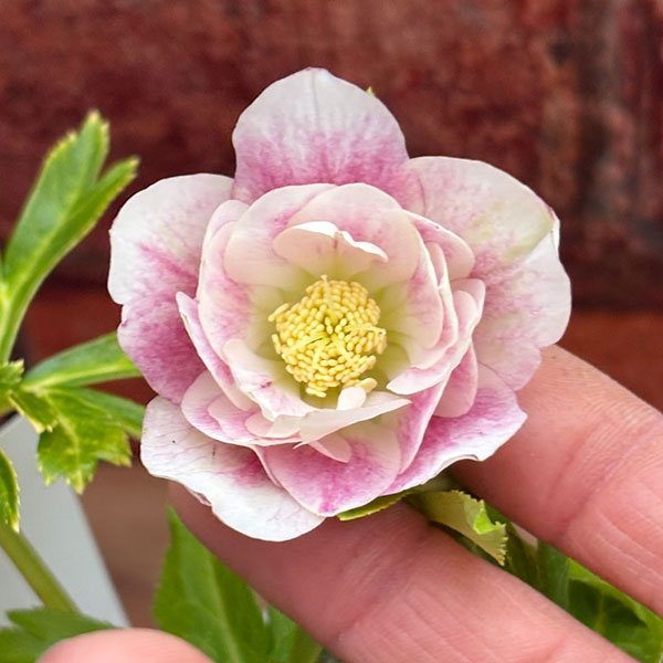 松村ナーセリーさんのクリスマスローズ：26-114ダブル　カラーゴールド／4号ポット【現品販売】