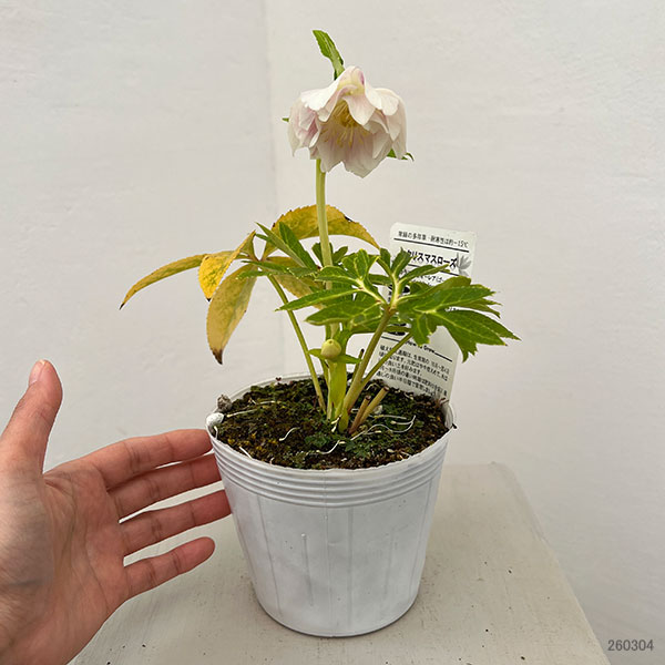 松村ナーセリーさんのクリスマスローズ：26-114ダブル　カラーゴールド／4号ポット【現品販売】