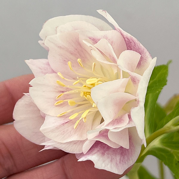 松村ナーセリーさんのクリスマスローズ：26-114ダブル　カラーゴールド／4号ポット【現品販売】