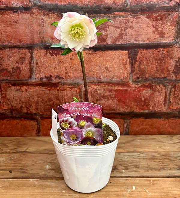 松村ナーセリーさんのクリスマスローズ：26-115ダブル　カラーゴールド／4号ポット【現品販売】