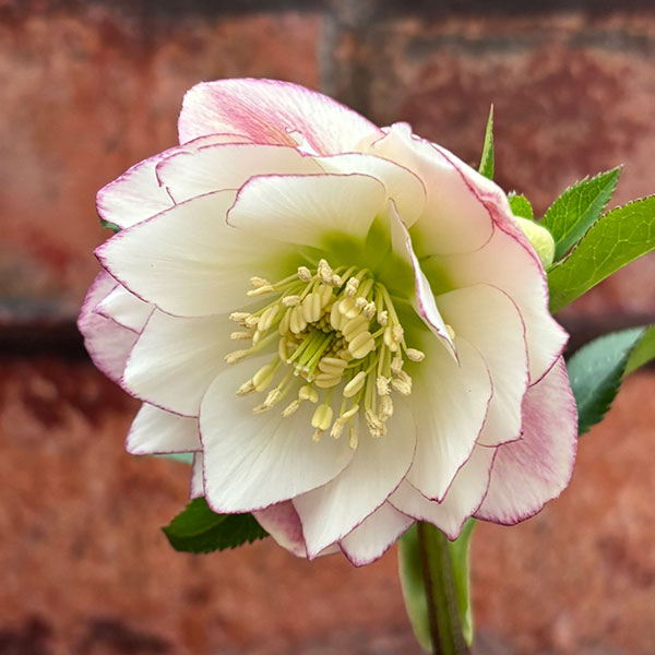 松村ナーセリーさんのクリスマスローズ：26-115ダブル　カラーゴールド／4号ポット【現品販売】