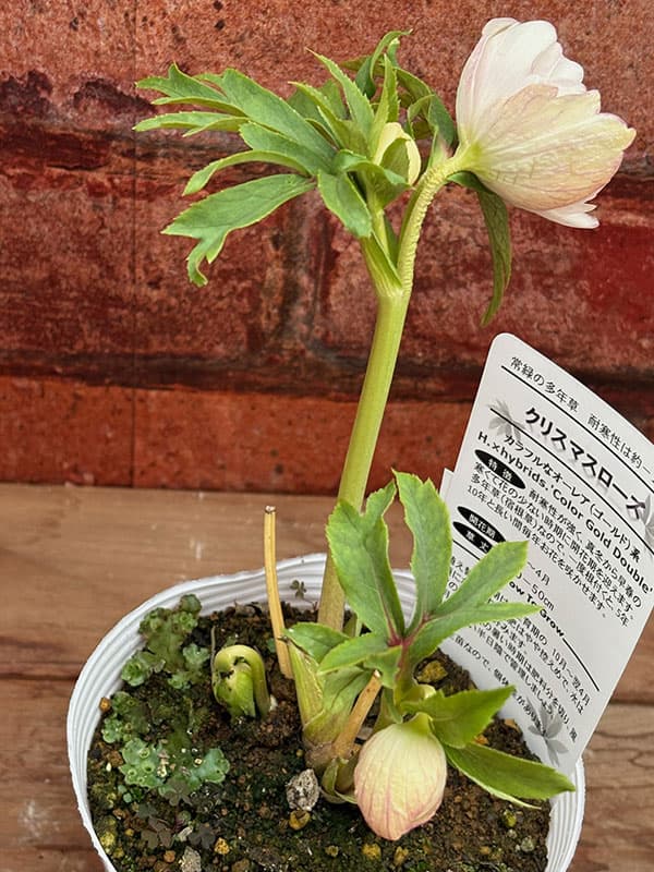 松村ナーセリーさんのクリスマスローズ：26-115ダブル　カラーゴールド／4号ポット【現品販売】