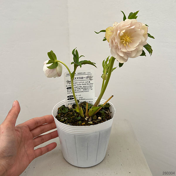 松村ナーセリーさんのクリスマスローズ：26-115ダブル　カラーゴールド／4号ポット【現品販売】