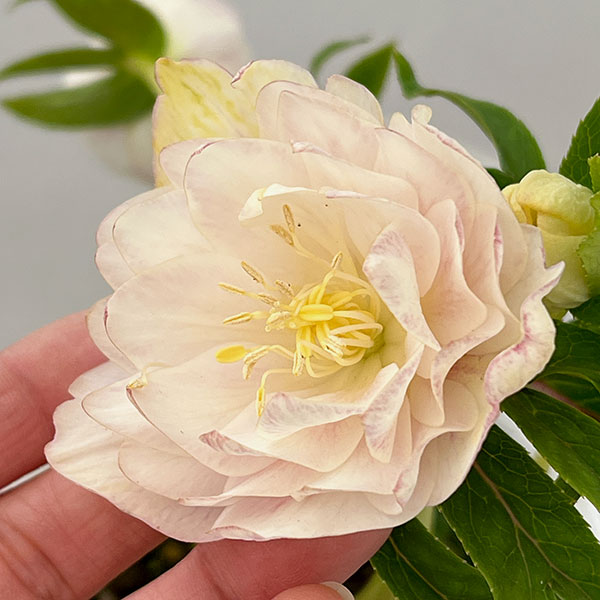 松村ナーセリーさんのクリスマスローズ：26-115ダブル　カラーゴールド／4号ポット【現品販売】