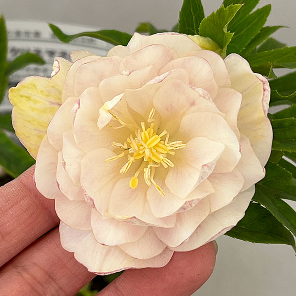 松村ナーセリーさんのクリスマスローズ：26-115ダブル　カラーゴールド／4号ポット【現品販売】