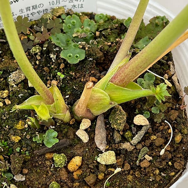 松村ナーセリーさんのクリスマスローズ：26-115ダブル　カラーゴールド／4号ポット【現品販売】