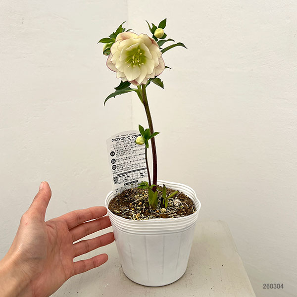 松村ナーセリーさんのクリスマスローズ：26-116ダブル／4号ポット【現品販売】