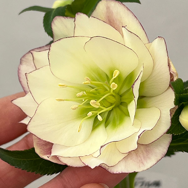 松村ナーセリーさんのクリスマスローズ：26-116ダブル／4号ポット【現品販売】