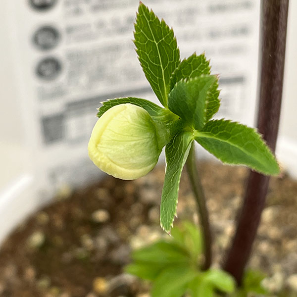 松村ナーセリーさんのクリスマスローズ：26-116ダブル／4号ポット【現品販売】