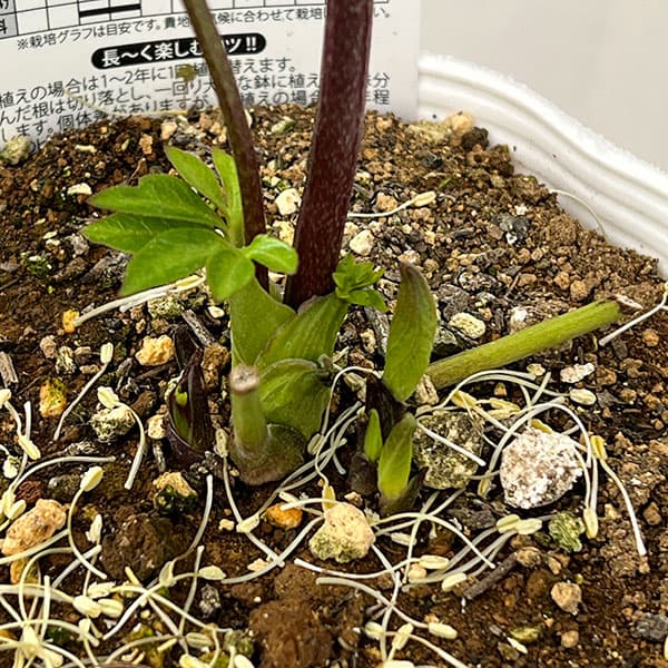 松村ナーセリーさんのクリスマスローズ：26-116ダブル／4号ポット【現品販売】