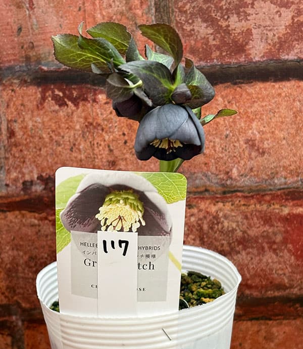 松村ナーセリーさんのクリスマスローズ：26-117灰ブロッチ／4号ポット【現品販売】