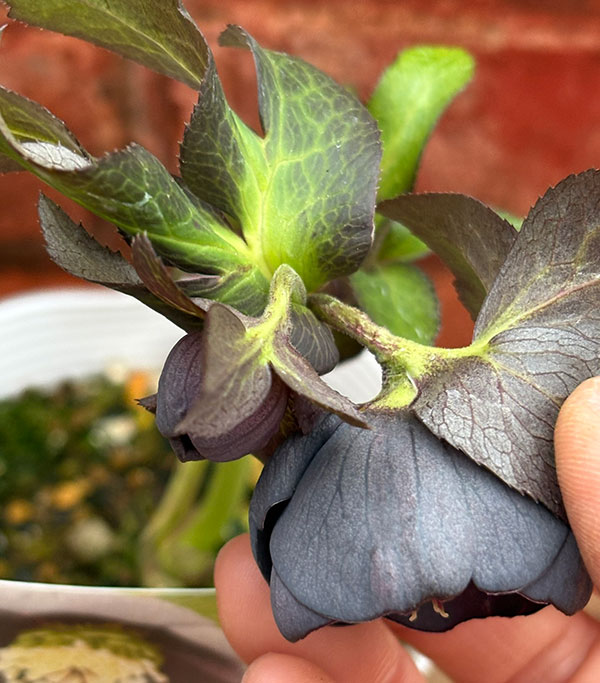 松村ナーセリーさんのクリスマスローズ：26-117灰ブロッチ／4号ポット【現品販売】