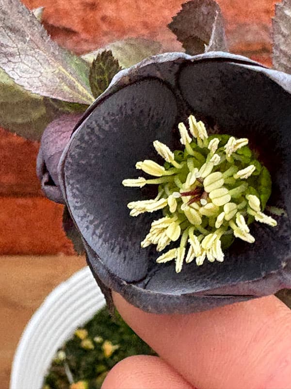 松村ナーセリーさんのクリスマスローズ：26-117灰ブロッチ／4号ポット【現品販売】