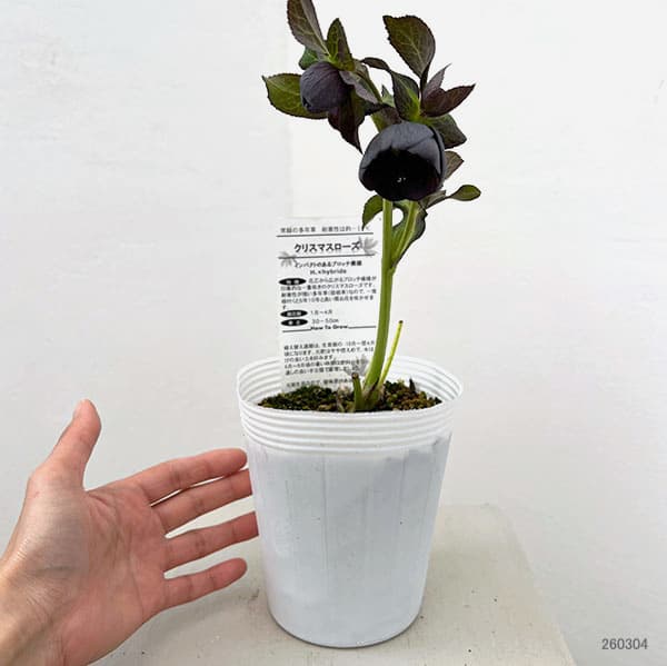 松村ナーセリーさんのクリスマスローズ：26-117灰ブロッチ／4号ポット【現品販売】