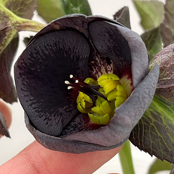 松村ナーセリーさんのクリスマスローズ：26-117灰ブロッチ／4号ポット【現品販売】