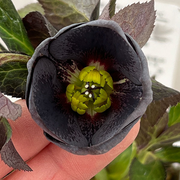 松村ナーセリーさんのクリスマスローズ：26-117灰ブロッチ／4号ポット【現品販売】