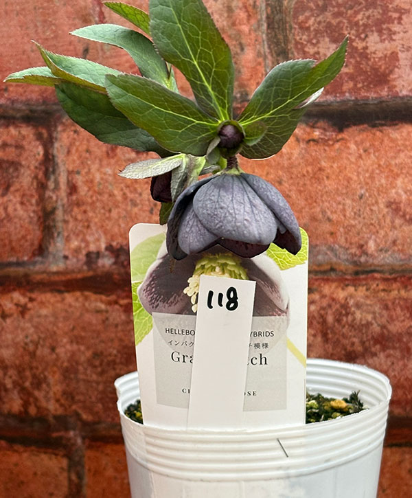 松村ナーセリーさんのクリスマスローズ：26-118灰ブロッチ／4号ポット【現品販売】