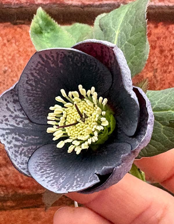 松村ナーセリーさんのクリスマスローズ：26-118灰ブロッチ／4号ポット【現品販売】