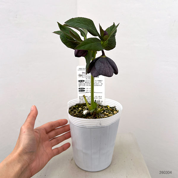 松村ナーセリーさんのクリスマスローズ：26-118灰ブロッチ／4号ポット【現品販売】