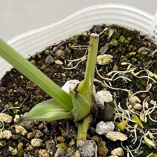 松村ナーセリーさんのクリスマスローズ：26-118灰ブロッチ／4号ポット【現品販売】