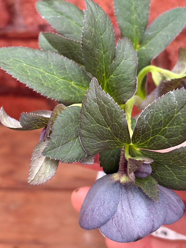 松村ナーセリーさんのクリスマスローズ：26-119灰ブロッチ／4号ポット【現品販売】